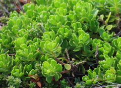 Baccharis magellanica