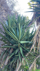 Yucca gigantea