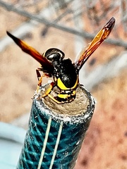 Rhynchium