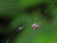 Hypognatha