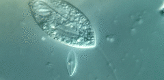 Anisonema acinus