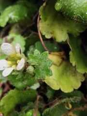 Saxifraga granulata