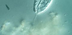 Anisonema acinus