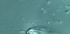 Anisonema acinus