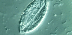 Anisonema acinus