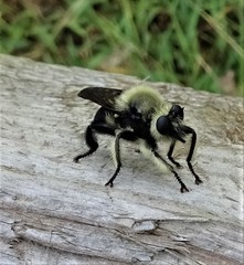 Laphria affinis