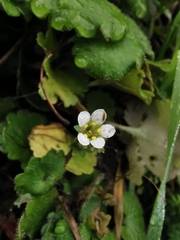 Saxifraga granulata