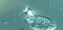 Anisonema acinus