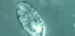 Anisonema acinus