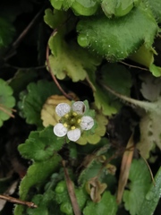 Saxifraga granulata