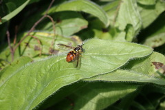 Chrysotoxum triarcuatum