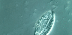 Anisonema acinus