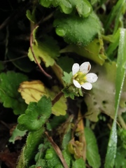 Saxifraga granulata