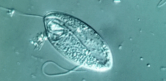 Anisonema acinus