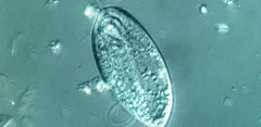Anisonema acinus