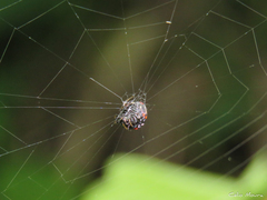 Hypognatha