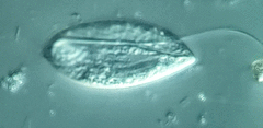 Anisonema acinus