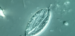 Anisonema acinus