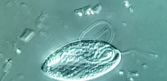 Anisonema acinus