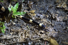 Oxyrhopus petolarius