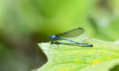 Argia medullaris