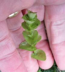 Triodanis perfoliata