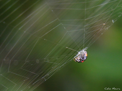 Hypognatha