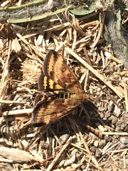 Pyrausta subsequalis