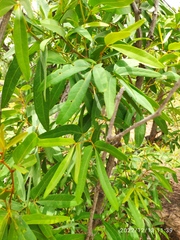 Rhoicissus revoilii