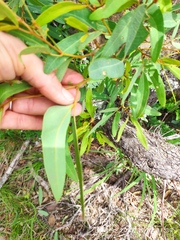 Rhoicissus revoilii