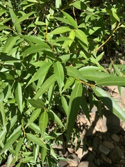 Salix mucronata