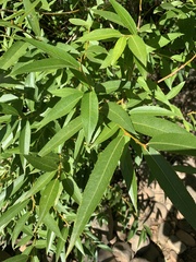 Salix mucronata