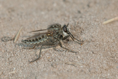 Dysmachus trigonus