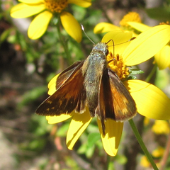 Hesperia woodgatei