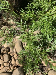 Salix mucronata