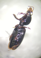 Dyschirius