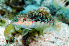 Halichoeres margaritaceus