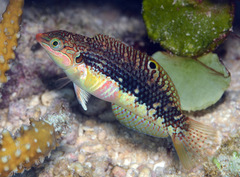 Halichoeres margaritaceus