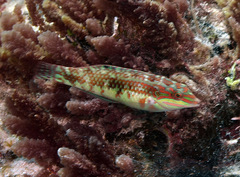 Halichoeres margaritaceus