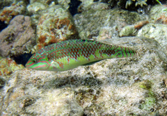 Halichoeres margaritaceus