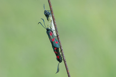 Zygaena lonicerae