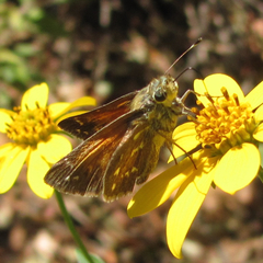 Hesperia woodgatei
