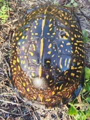 Terrapene carolina major