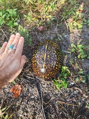 Terrapene carolina major