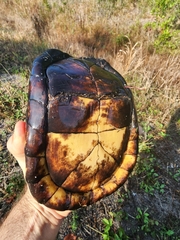 Terrapene carolina major