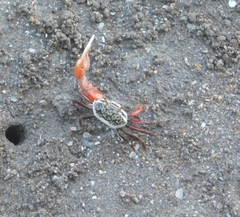 Leptuca uruguayensis