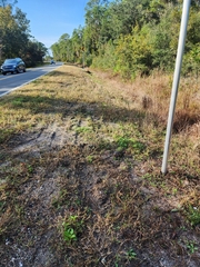 Terrapene carolina major