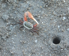 Leptuca uruguayensis