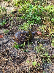 Terrapene carolina major
