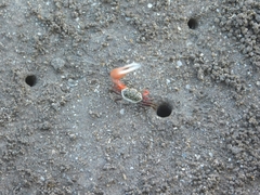 Leptuca uruguayensis